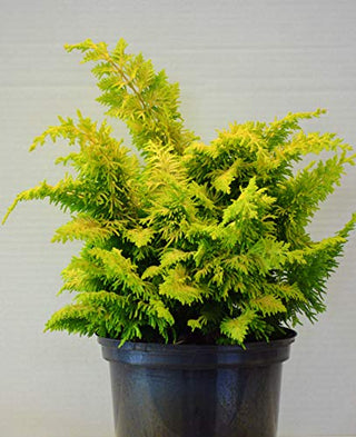 Hinoki Scheinzypresse Chamaecyparis obtusa Fernspray Gold – Pflanze im Verkaufscontainer