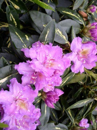 Alpenrose Goldflimmer INKARHO – Blüte in Nahaufnahme