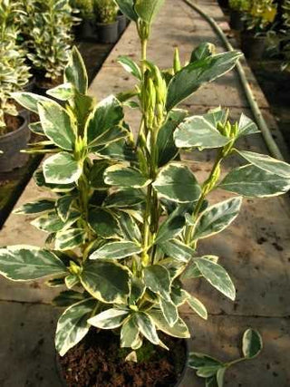 immergrüner Spindelstrauch Euonymus japonica Bravo – Pflanze im Verkaufscontainer