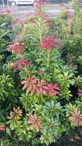 Schattenglöckchen Pieris japonica Mountain Fire - kaufen & pflegen