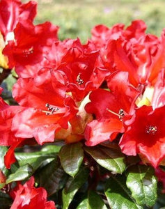 Alpenrose Scarlet Wonder