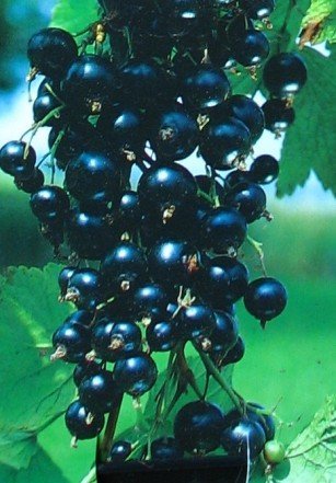 Schwarze Johannisbeere Silvergitters Schwarze Busch - kaufen & pflegen