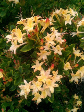duftende Garten Azalee Lemon Drop – Blüte in Nahaufnahme