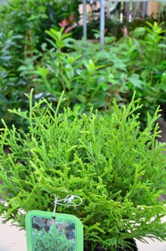 Goldspitzen Lebensbaum Thuja plicata…