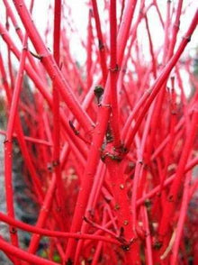 Rotholz Hartriegel Sibirica – Laub aus der Nähe