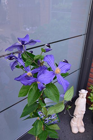 Waldrebe Dorandii – Blüte in Nahaufnahme