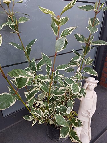 buntblättriger Rotholz Hartriegel Variegata - kaufen & pflegen
