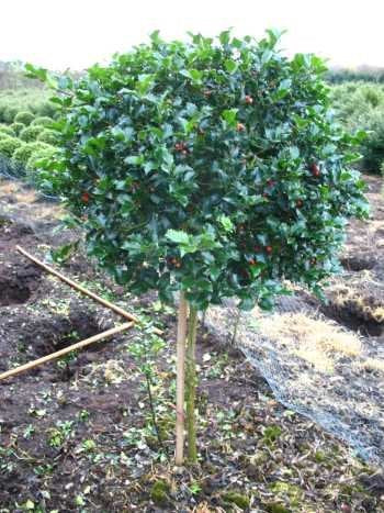 amerikanische Hülse Blue Princess® Stämmchen - kaufen & pflegen