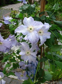 Waldrebe Blue Angel – Blüte in Nahaufnahme