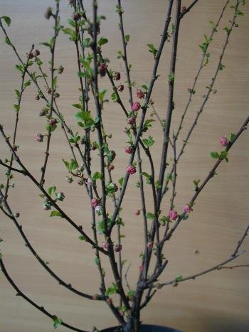 Mandelbäumchen - kaufen & pflegen