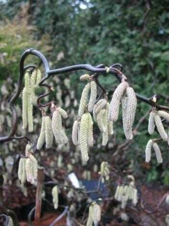 Korkenzieherhasel - Corylus avellana Contorta - kaufen & pflegen