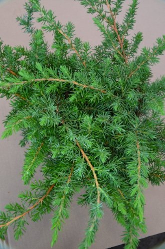 blauer Küsten Wacholder Juniperus conferta Slager 25-30 cm breit im 2 Liter Pflanzcontainer - kaufen & pflegen