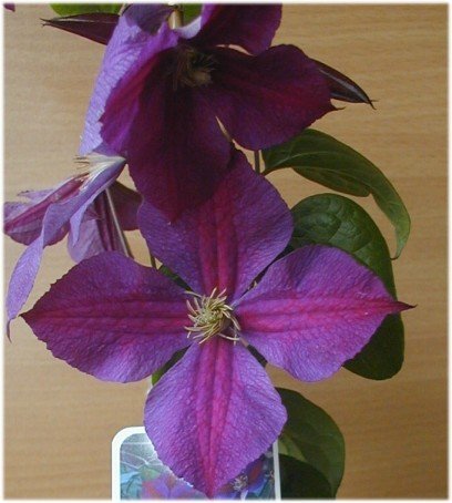 Waldrebe Star of India - kaufen & pflegen