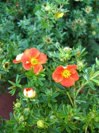 Fünffingerstrauch Red Ace