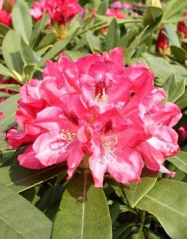 Yakushima Alpenrose Snezzy - kaufen & pflegen