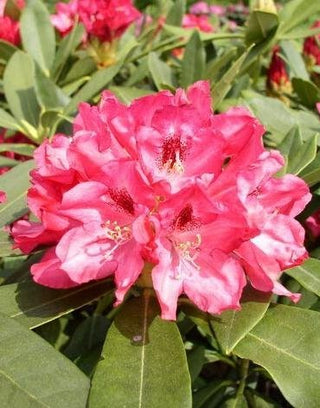 Yakushima Alpenrose Snezzy - kaufen & pflegen