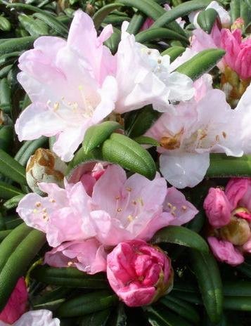 Yakushima Alpenrose Edelweiß