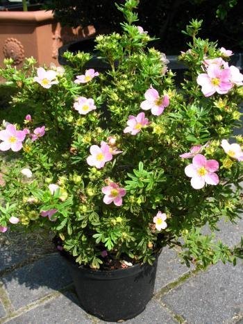 Fünffingerstrauch Princess - kaufen & pflegen