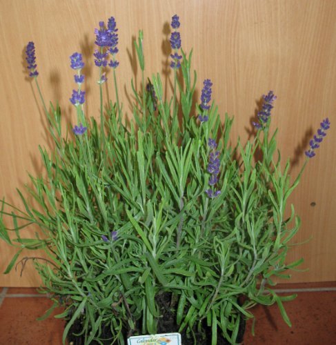lilablau blühender Lavendel Hidcote Blue - kaufen & pflegen