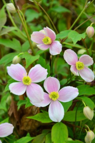 Waldrebe Clematis montana Mayleen - kaufen & pflegen