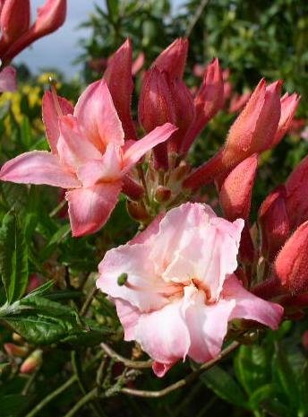 Garten Azalee Corneille kaufen