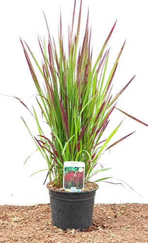 Japanisches Blutgras Red Baron - kaufen & pflegen