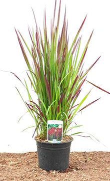Japanisches Blutgras Red Baron - kaufen & pflegen