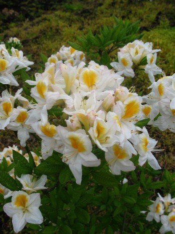 Garten Azalee Persil