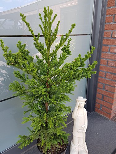 Japanische Sicheltanne Cryptomeria japonica Pipo 60-80 cm hoch im 5 Liter Pflanzcontainer - kaufen & pflegen