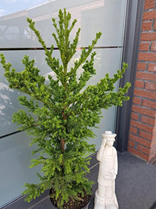 Japanische Sicheltanne Cryptomeria japonica Pipo 60-80 cm hoch im 5 Liter Pflanzcontainer