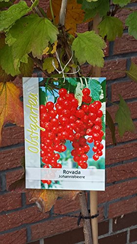 Rote Johannisbeere Rovada Stämmchen - kaufen & pflegen