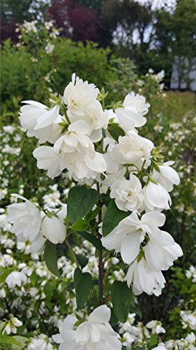 gefüllter Duftjasmin Snowbelle
