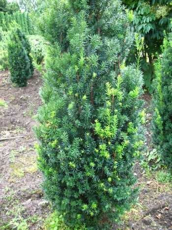 fruchtende Bechereibe Hicksii