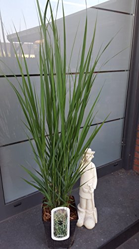 Riesen Rutenhirse Panicum virgatum Northwind - kaufen & pflegen