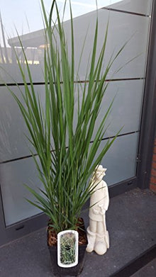 Riesen Rutenhirse Panicum virgatum Northwind - kaufen & pflegen
