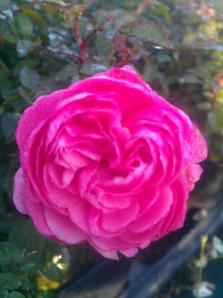 bodendeckende Rose Sea Foam rosa - kaufen & pflegen