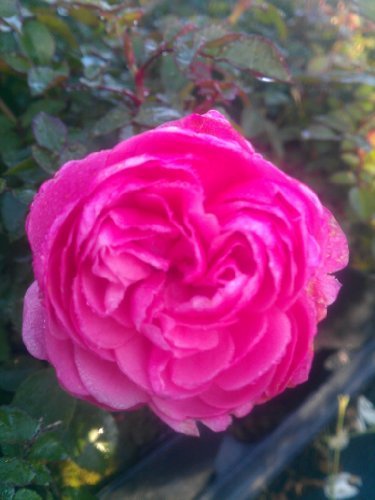 bodendeckende Rose Sea Foam rosa - kaufen & pflegen