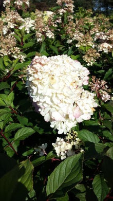 Rispenhortensie Limelight – Blüte in Nahaufnahme