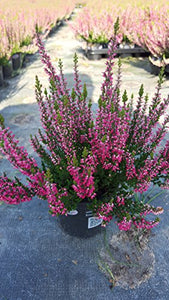 Sommerheide Calluna vulgaris Garden Girls ® rot blühend 15 - 20 cm hoch im 1 L Pflanzontainer