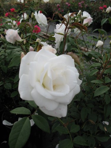 Strauchrose Schneewittchen -R- - kaufen & pflegen