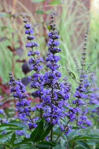 Mönchspfeffer Vitex agnus castus – Blüte in Nahaufnahme
