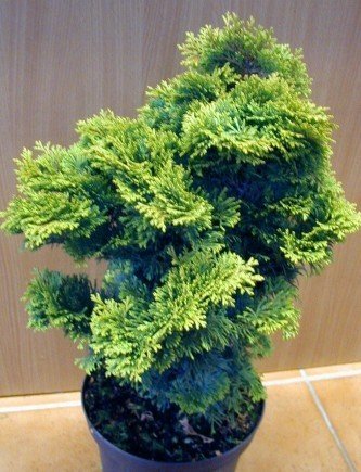 Muschelzypresse Chamaecyparis obtusa Nana Gracilis - kaufen & pflegen