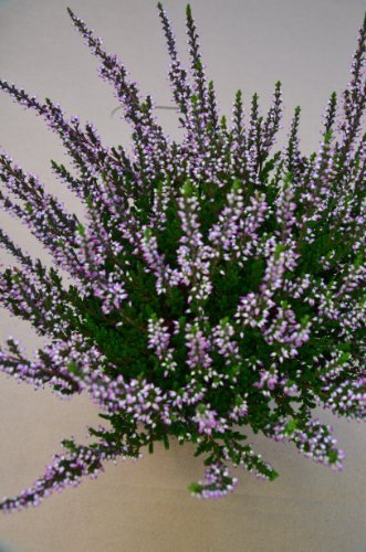 Sommerheide Calluna vulgaris Bea... kaufen