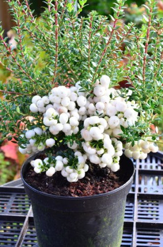 Immergrüne Torfmyrte Pernettya mucronata Alba !MIT BEEREN! – Früchte am Zweig