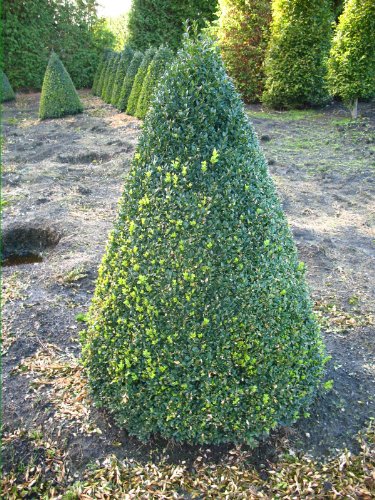 Buchsbaum Kegel Buxus sempervirens arborescens 80 - 90 cm hoch mit Ballen