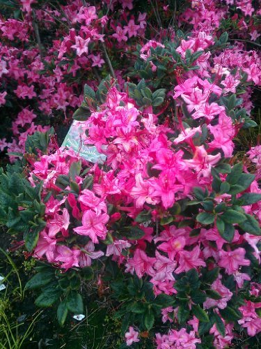 duftende Garten Azalee Weston's Sparkler - kaufen & pflegen