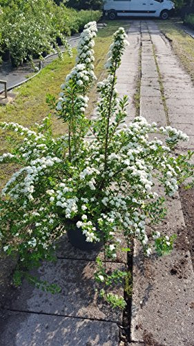 Japanische Strauchspiere Spiraea nipponica Snowmound 40-60 cm hoch im 5 Liter Pflanzcontainer - kaufen & pflegen