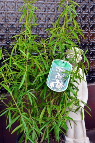 winterharte Orangenblume Aztec Pearl – Pflanze im Verkaufscontainer