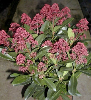 Blüten Skimmie – Blüte in Nahaufnahme