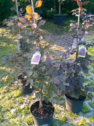 Blutbuche Fagus sylvatica purpurea – ausgewachsenes Exemplar im Freiland